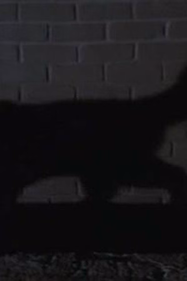 Airwolf
