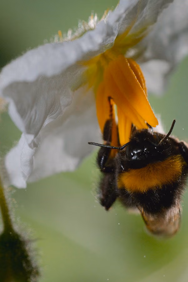 Arıların Gizemli Dünyası - Secrets of the Bees