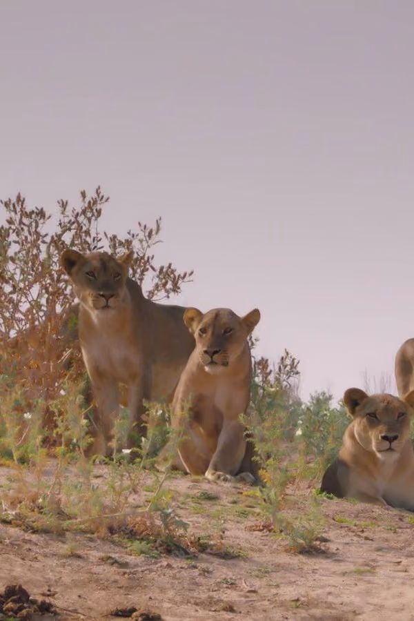 Big Cat Country