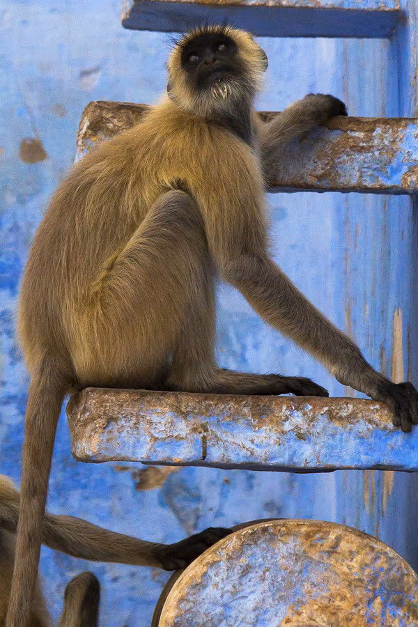 Planet Earth II