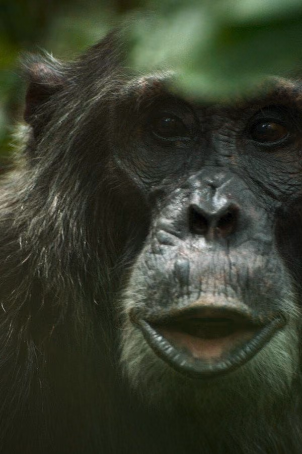 Şempanze İmparatorluğu - Chimp Empire