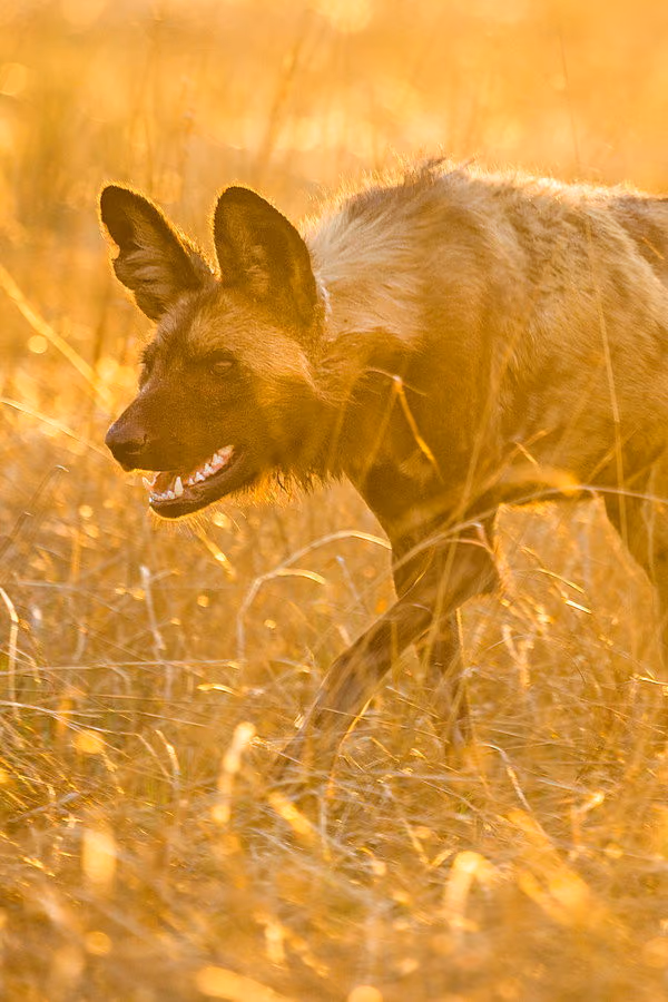 The Hunt