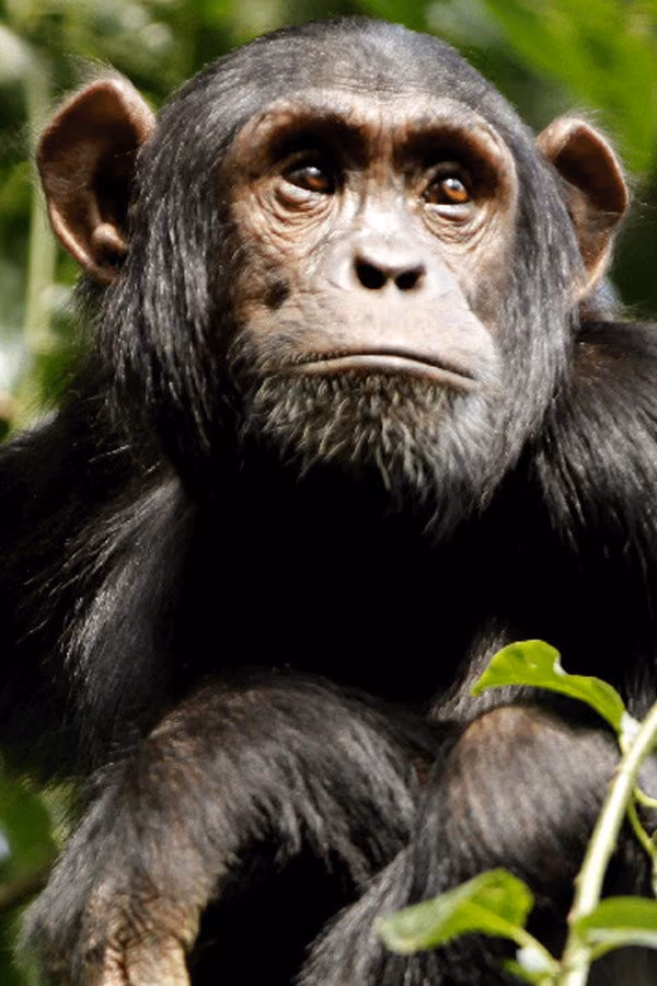 Wild Congo